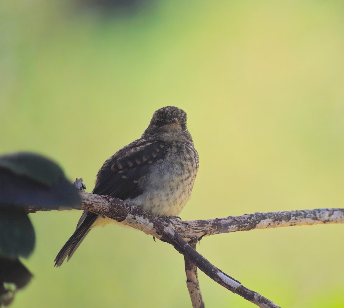 African Dusky Flycatcher - ML646244388