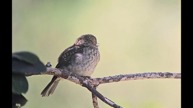 African Dusky Flycatcher - ML646244389