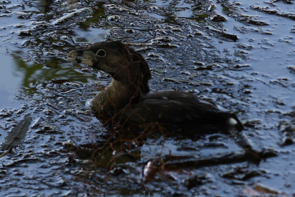 Pied-billed Grebe - ML646244390