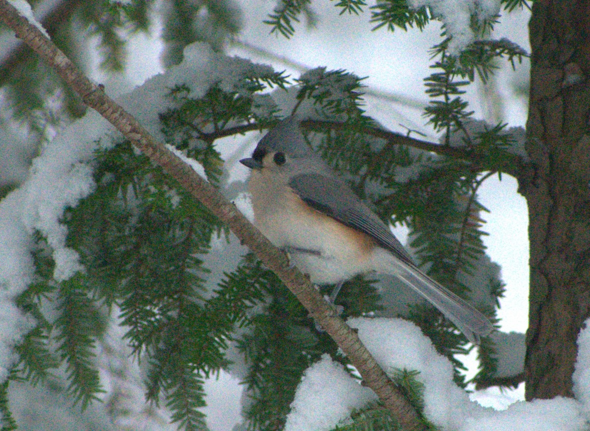 Синиця гострочуба - ML646244394