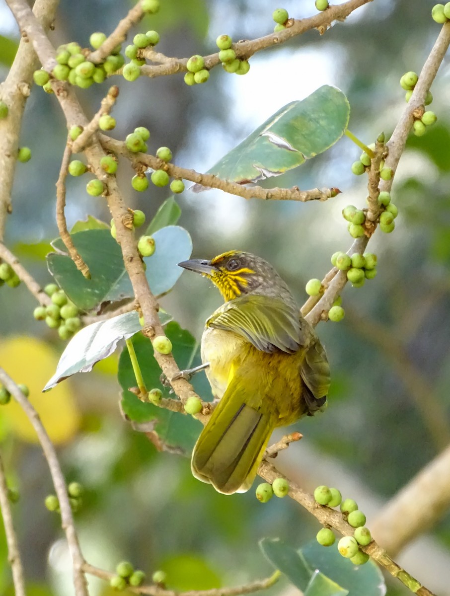 Stripe-throated Bulbul - ML646244398