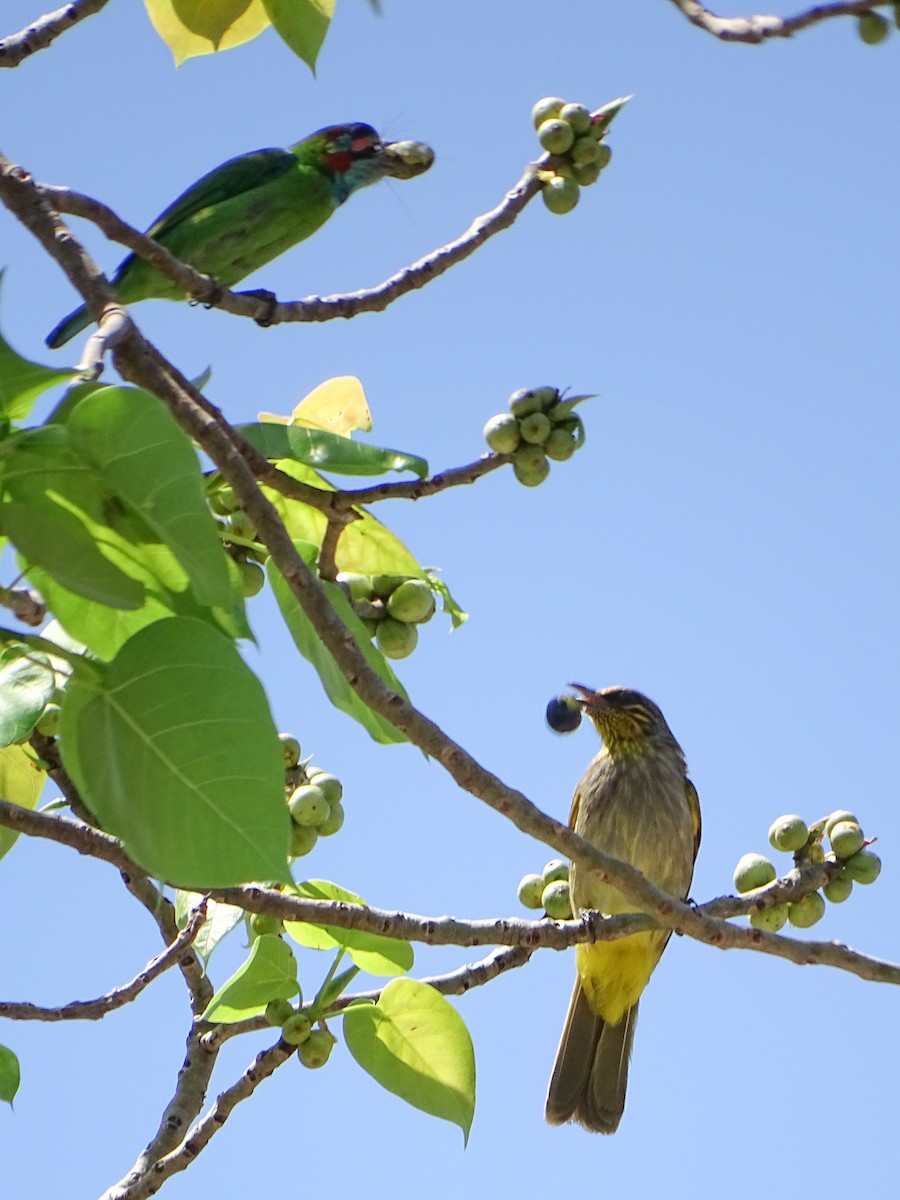 Stripe-throated Bulbul - ML646244400