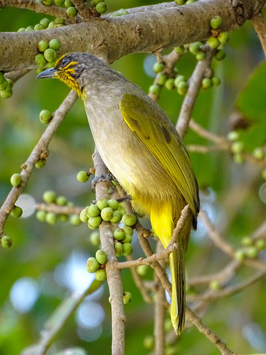 Stripe-throated Bulbul - ML646244401