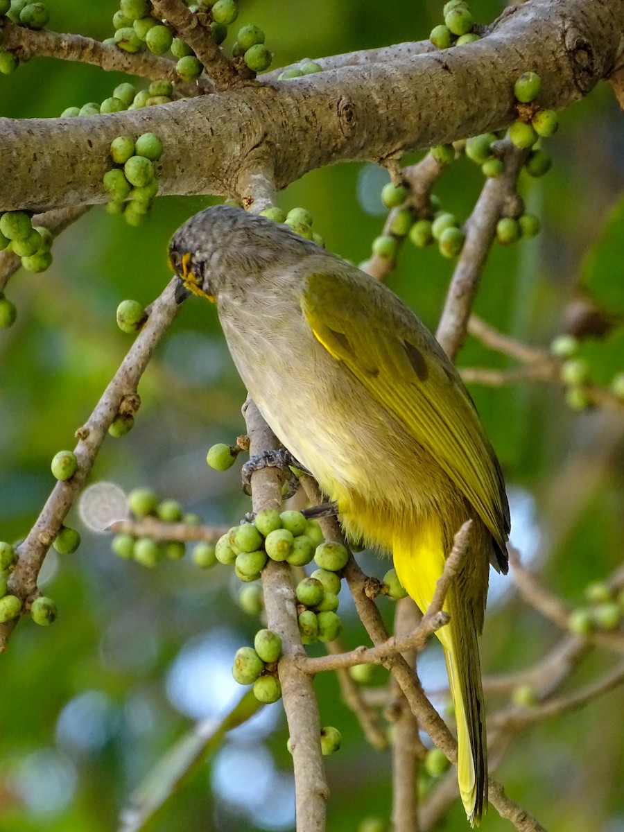 Stripe-throated Bulbul - ML646244402