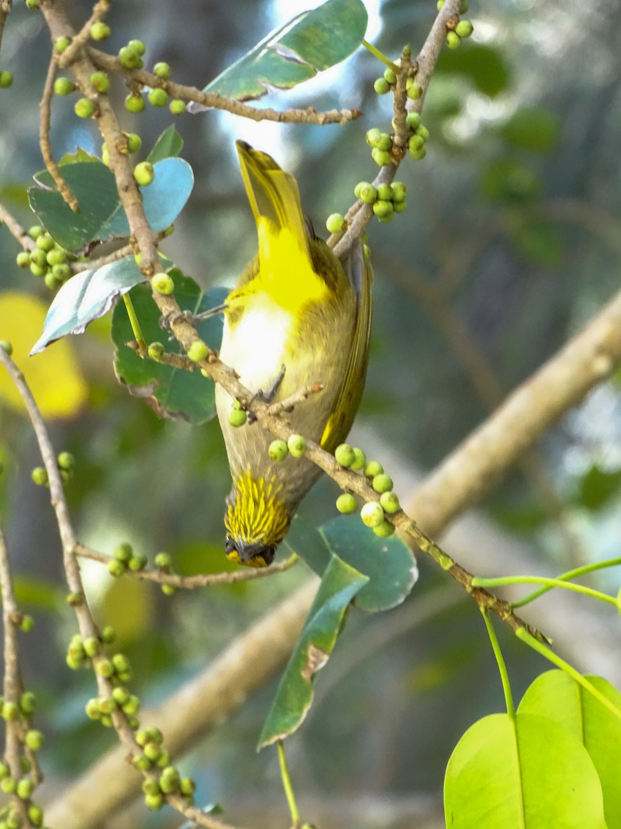 Stripe-throated Bulbul - ML646244403