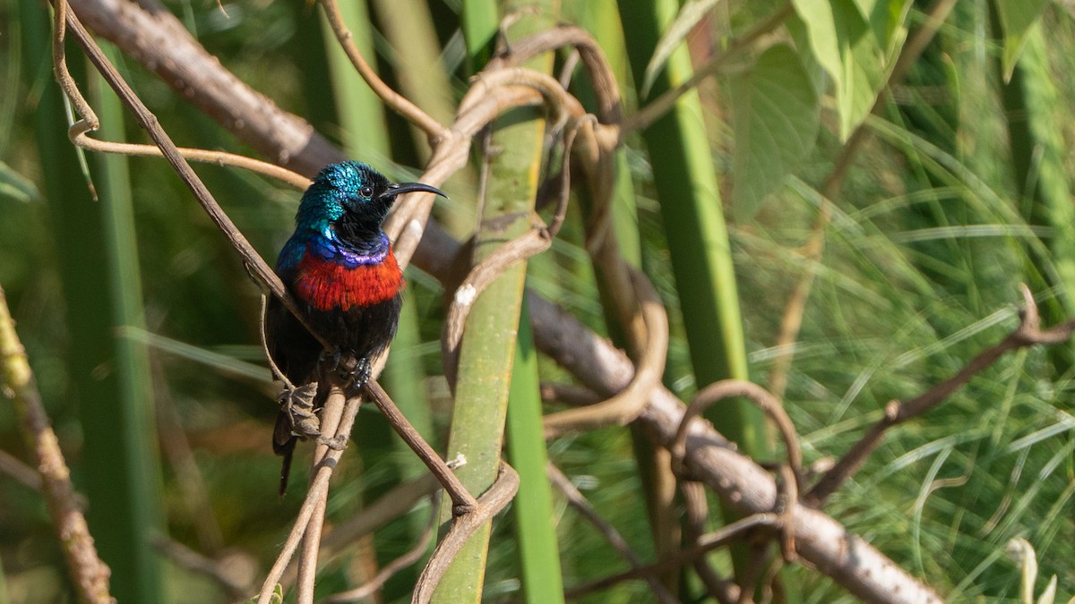 Red-chested Sunbird - ML646244404