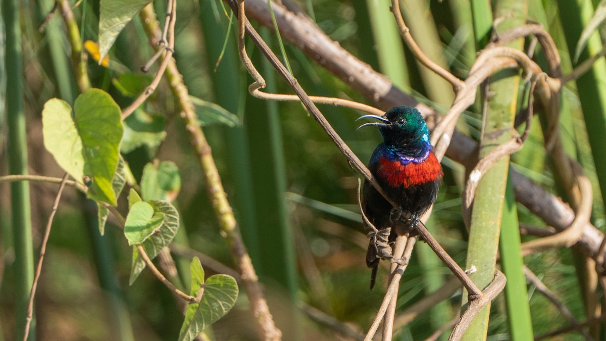 Red-chested Sunbird - ML646244405