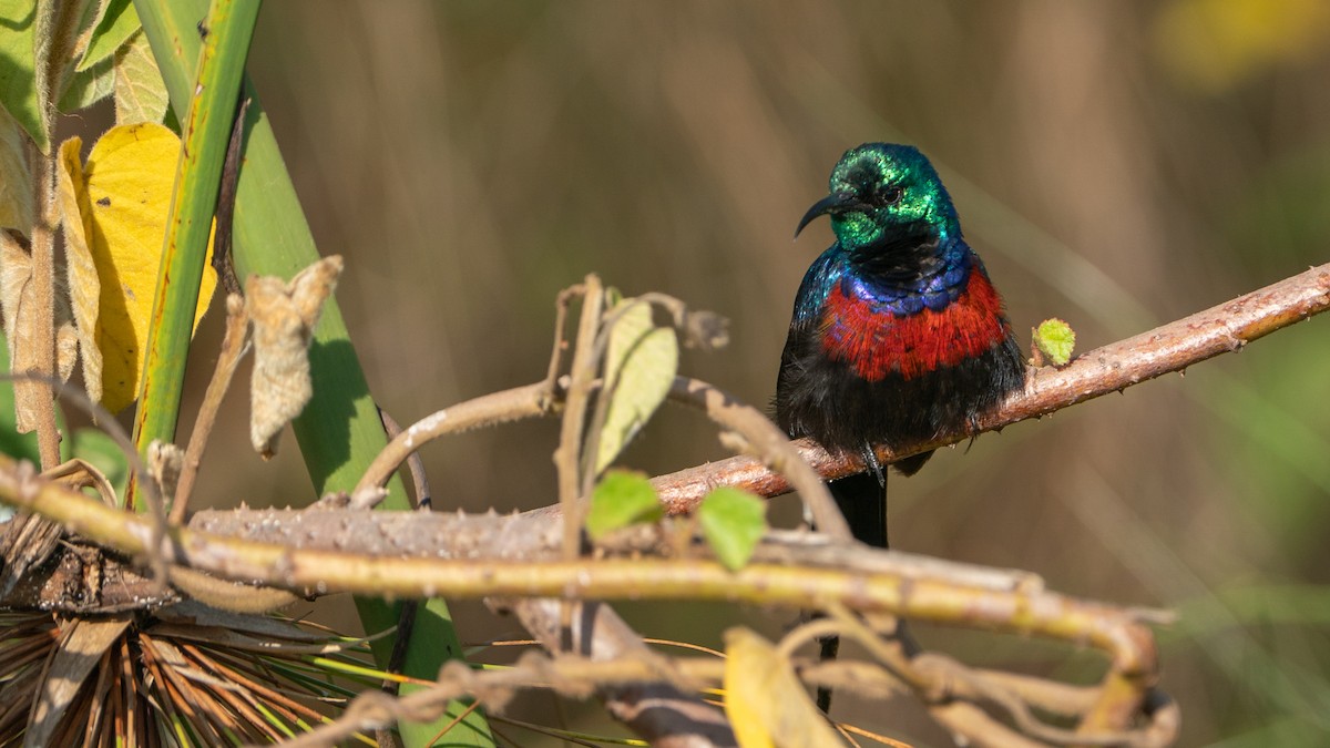 Red-chested Sunbird - ML646244406
