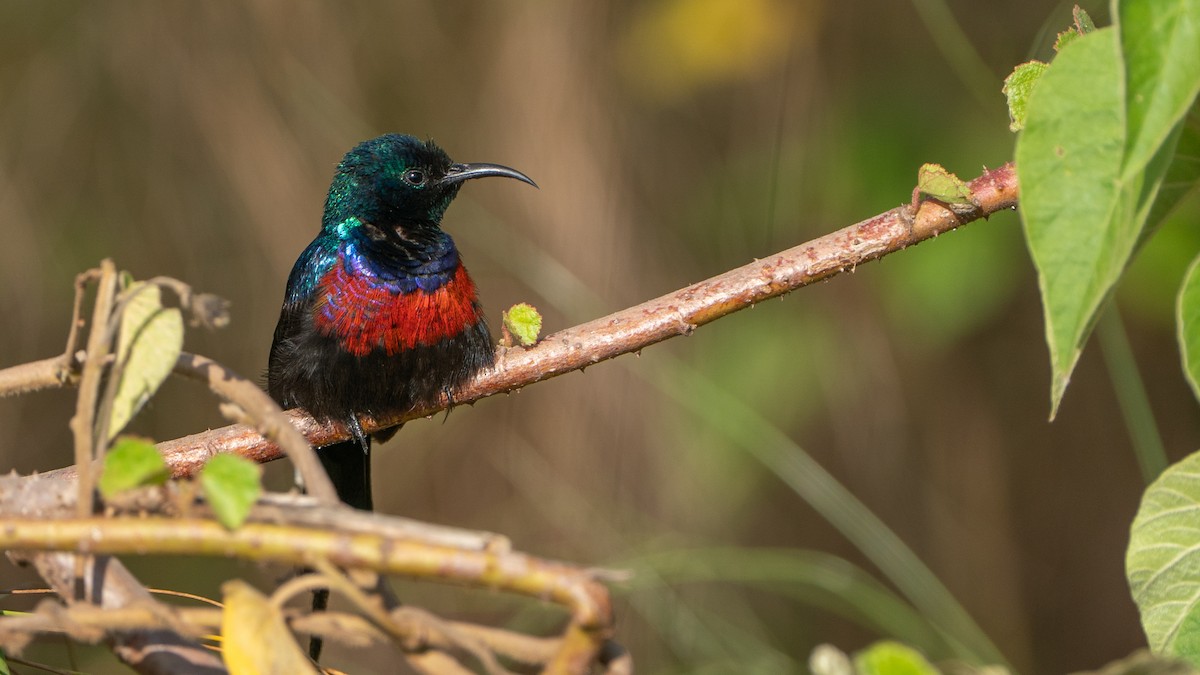 Red-chested Sunbird - ML646244407