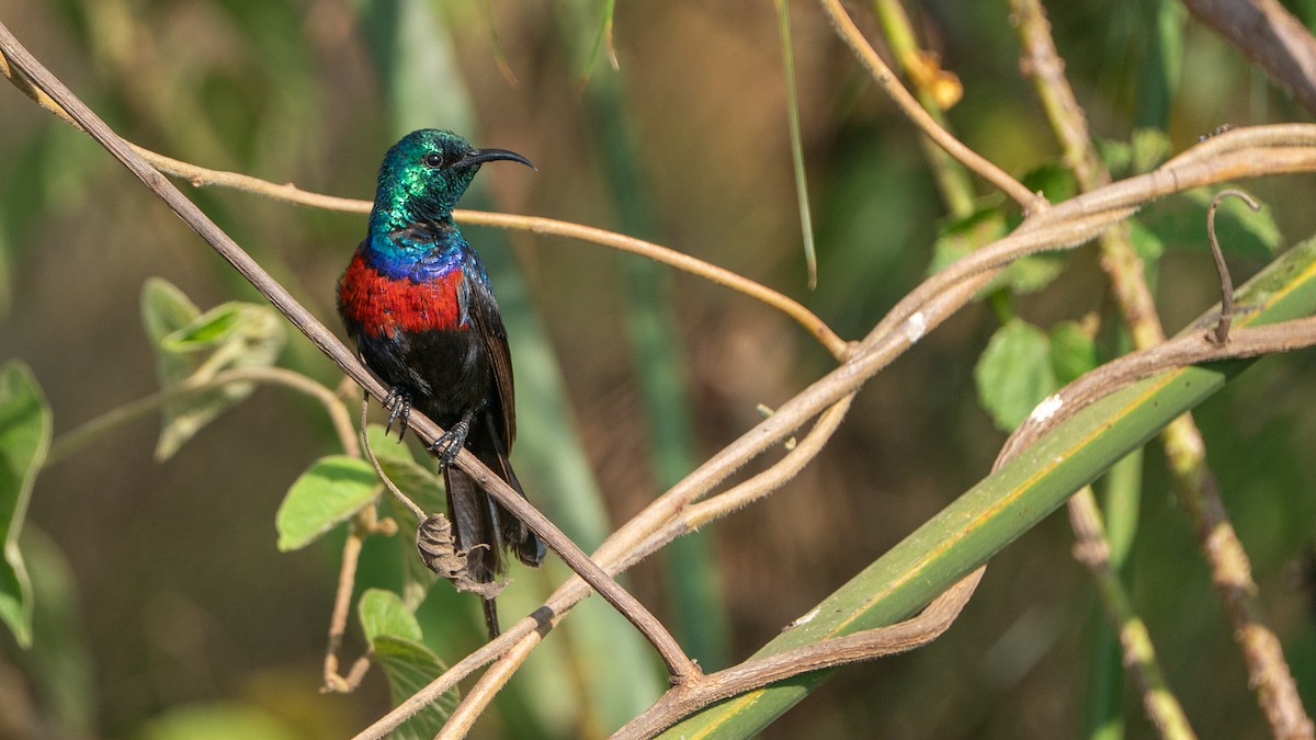 Red-chested Sunbird - ML646244408
