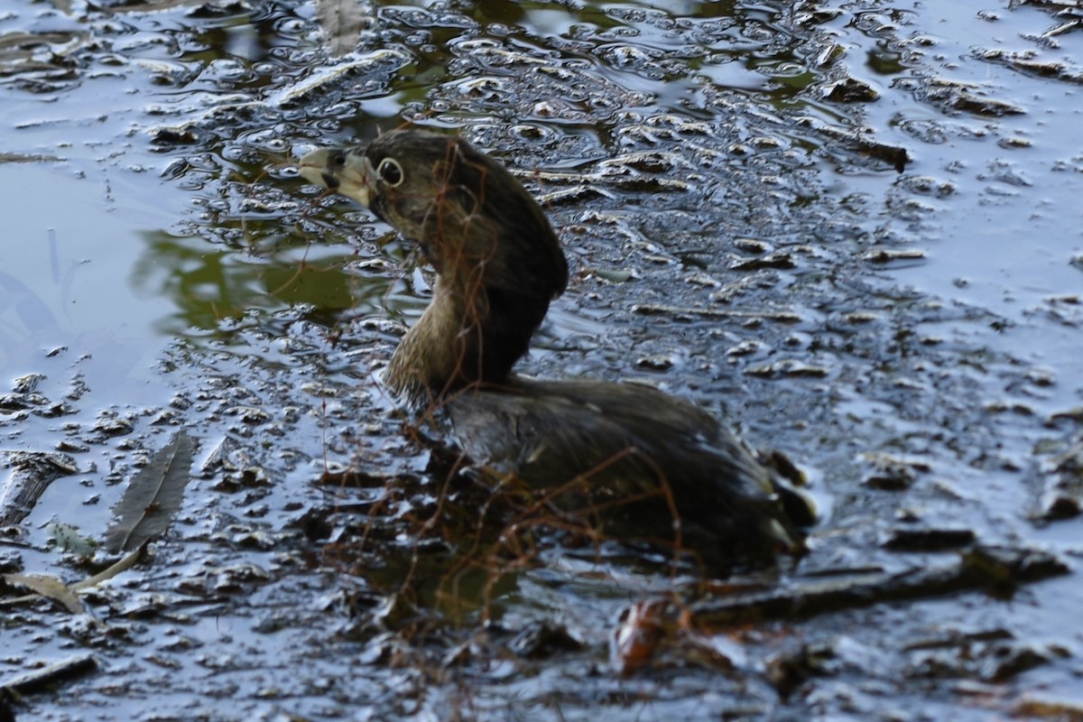Pied-billed Grebe - ML646244410