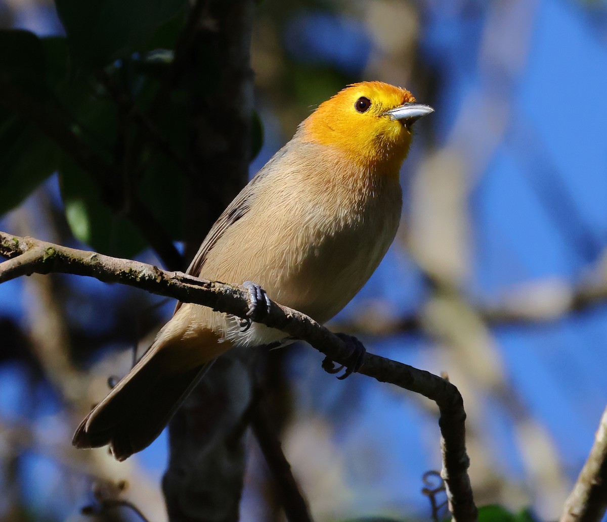 Orange-headed Tanager - ML646244413