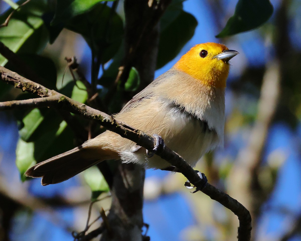 Orange-headed Tanager - ML646244414