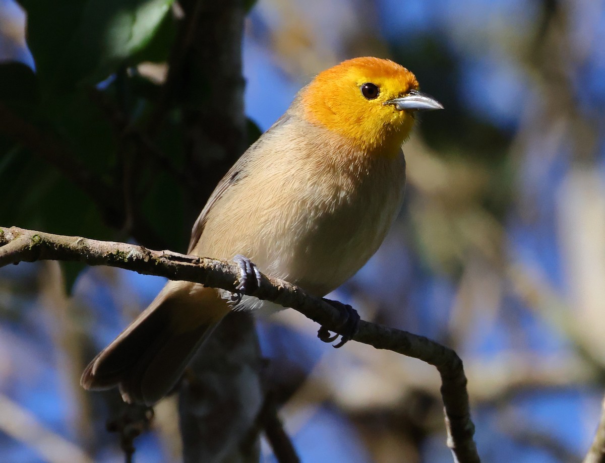 Orange-headed Tanager - ML646244415