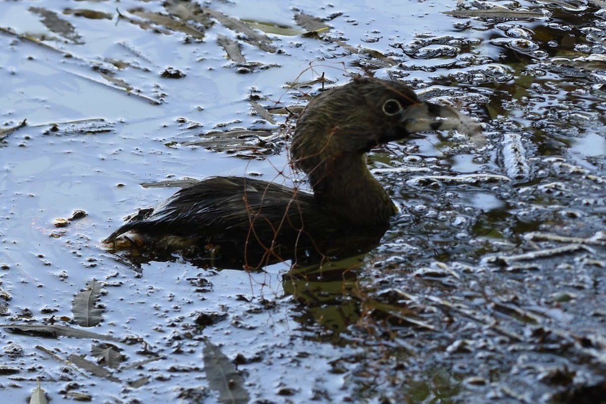 Pied-billed Grebe - ML646244419