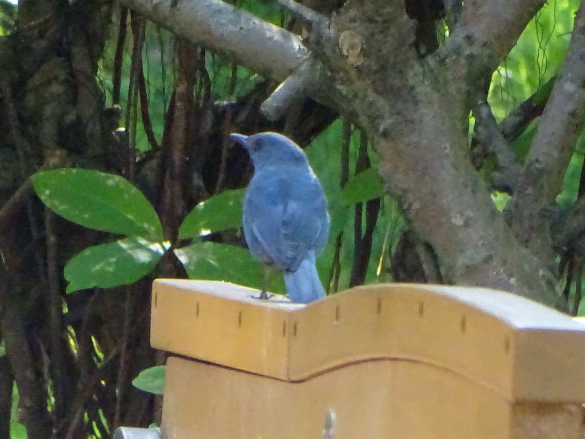 Blue Rock-Thrush (pandoo) - ML646244420