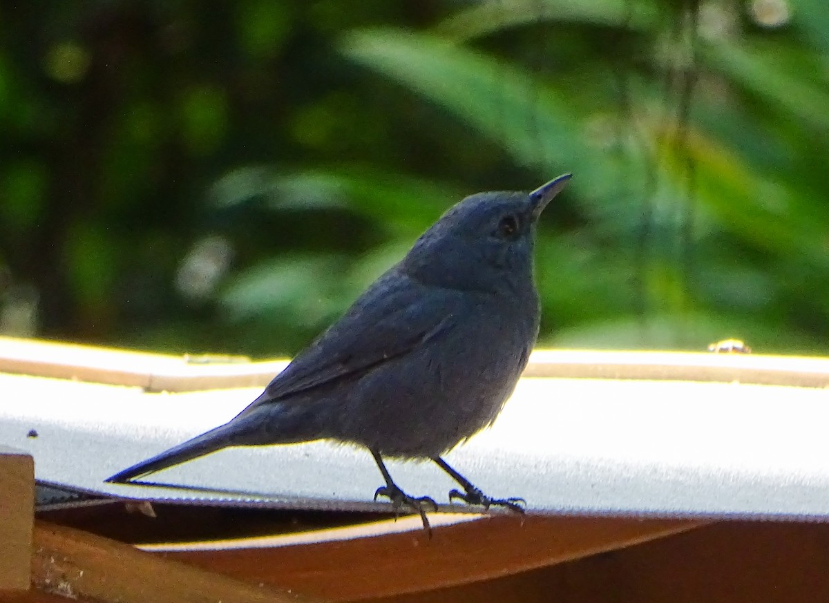 Blue Rock-Thrush (pandoo) - ML646244421