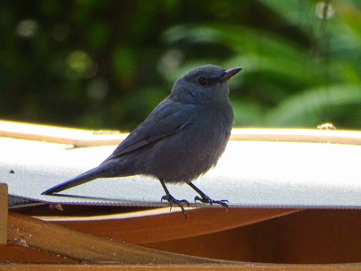 Blue Rock-Thrush (pandoo) - ML646244422