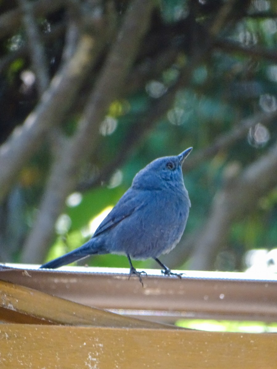Blue Rock-Thrush (pandoo) - ML646244423