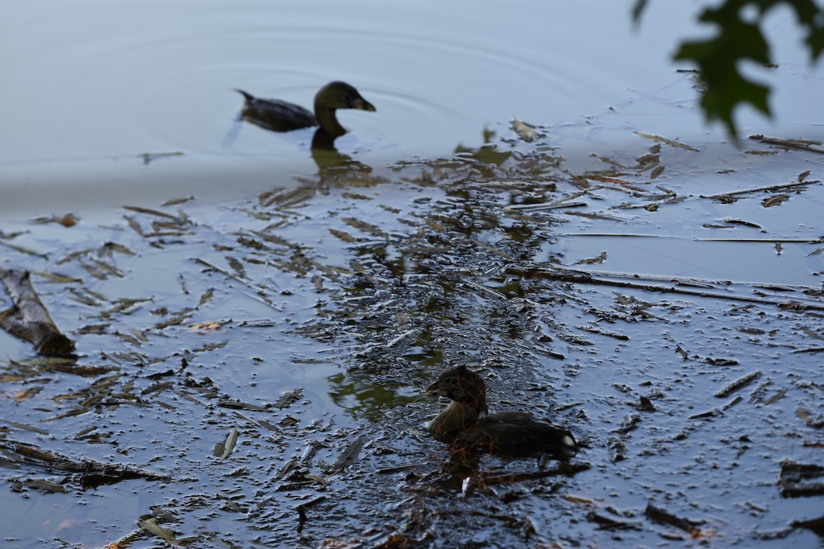 Pied-billed Grebe - ML646244424
