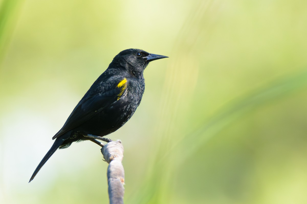 Yellow-winged Blackbird - ML646244429