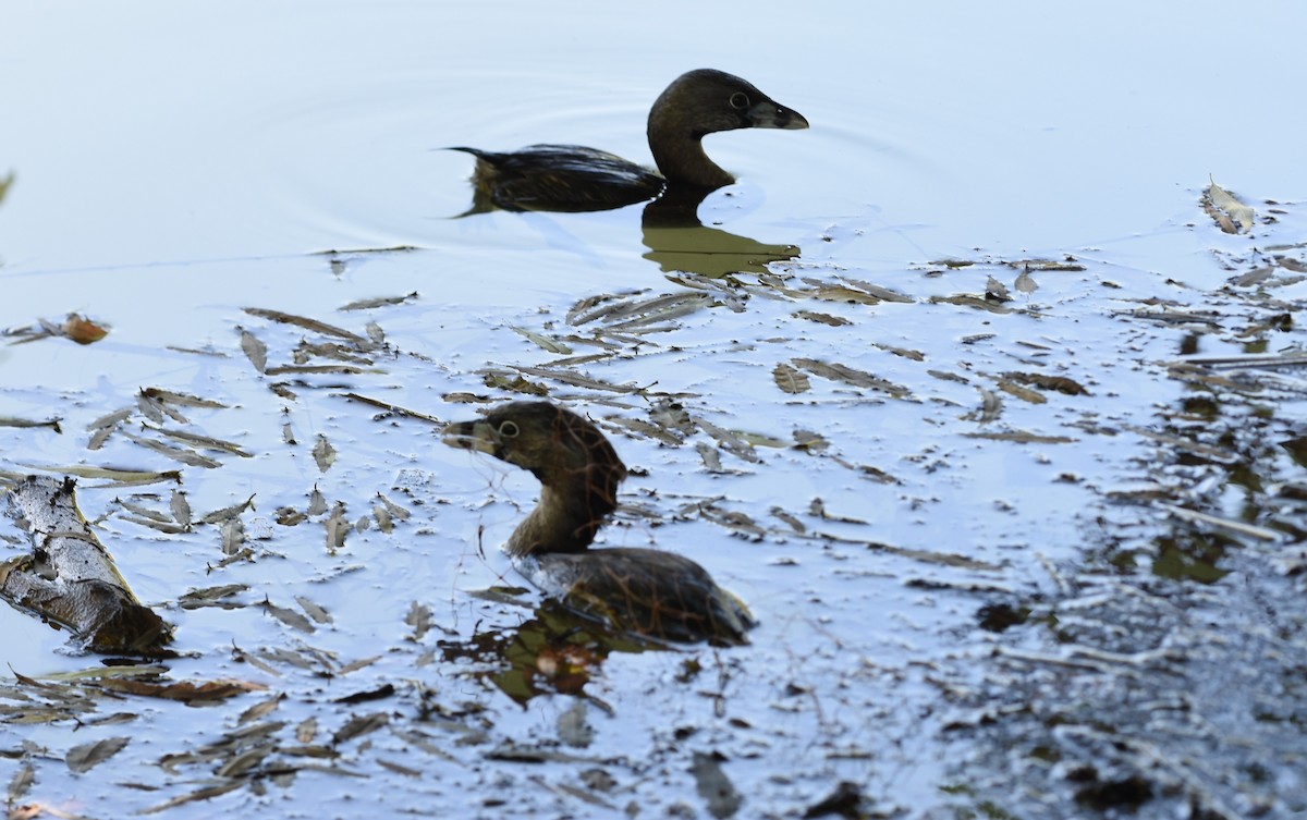 Pied-billed Grebe - ML646244430