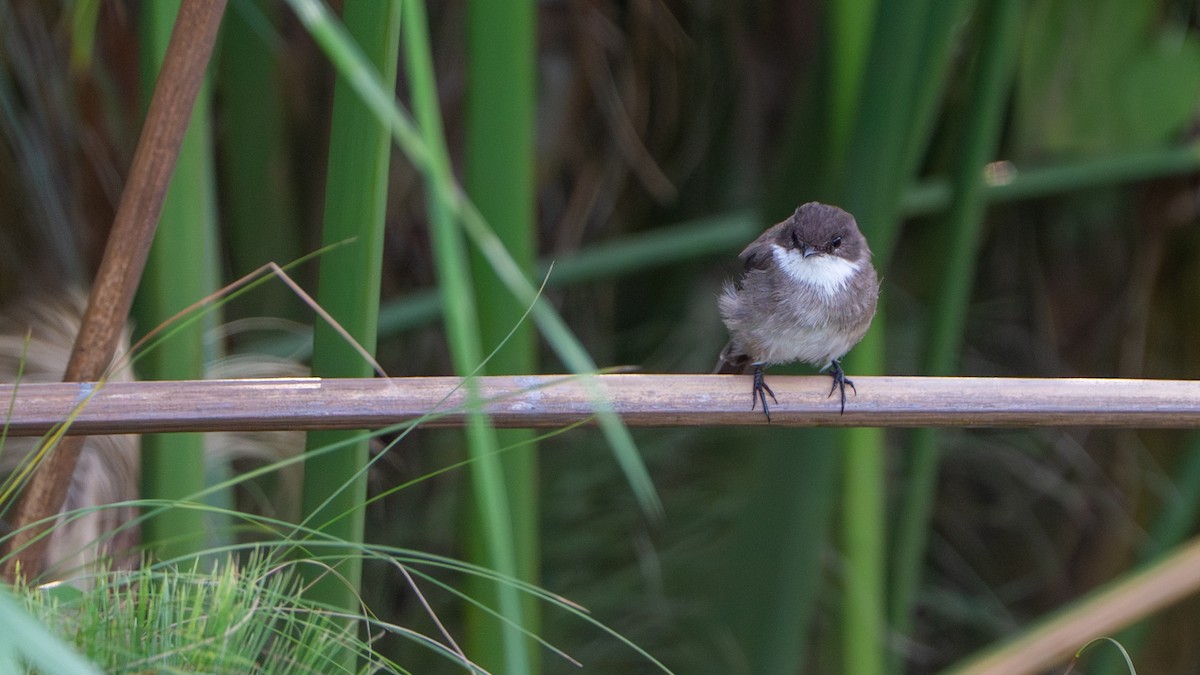 Swamp Flycatcher - ML646244432