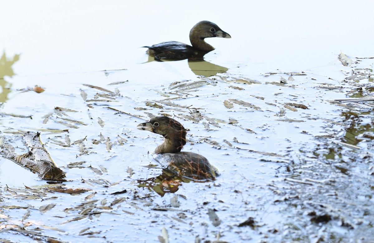 Pied-billed Grebe - ML646244448