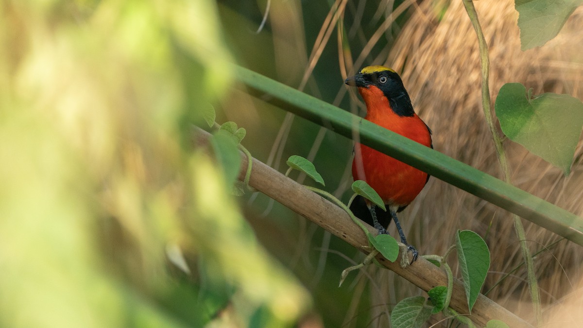 Papyrus Gonolek - ML646244452