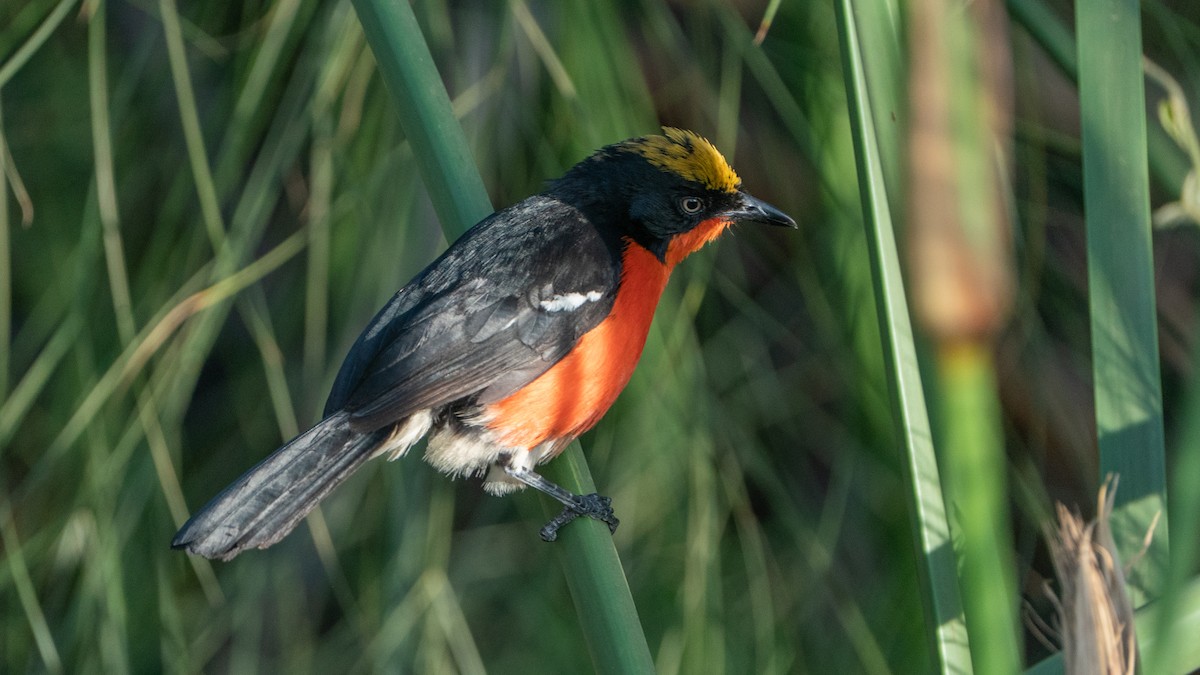 Papyrus Gonolek - ML646244453