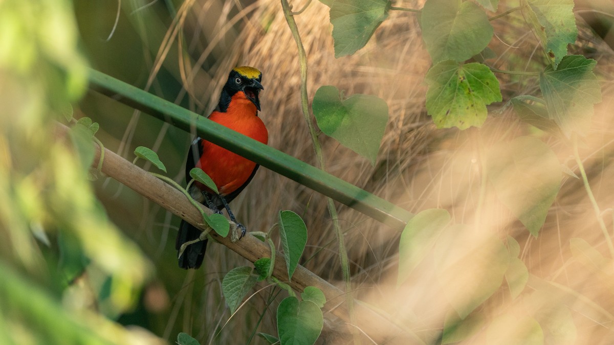 Papyrus Gonolek - ML646244454