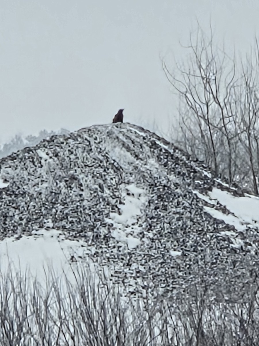 American Crow - ML646244457