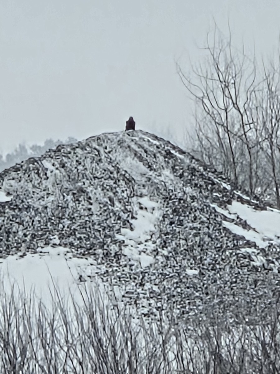 American Crow - ML646244458