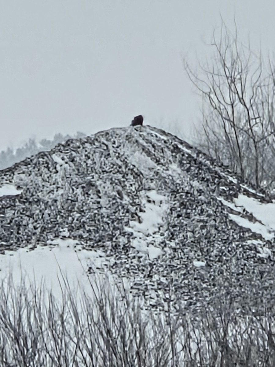 American Crow - ML646244459