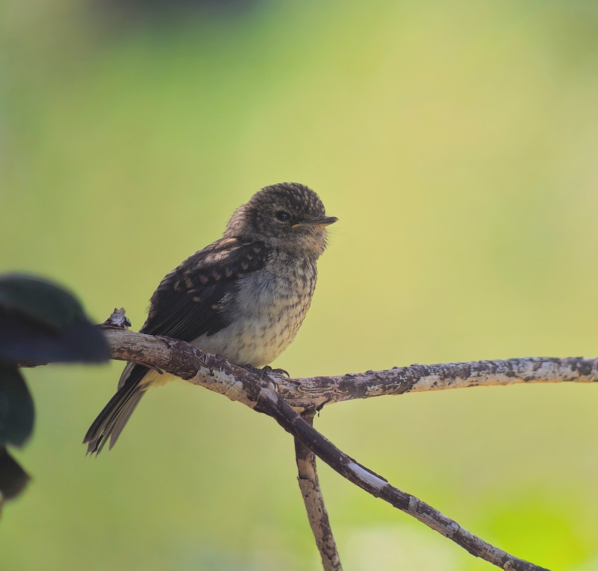 African Dusky Flycatcher - ML646244461
