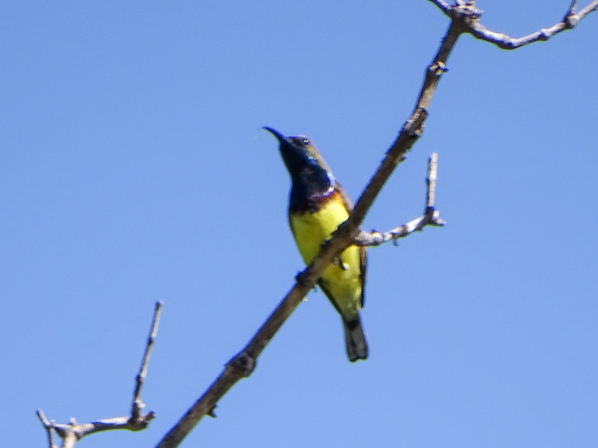 Ornate Sunbird - ML646244462