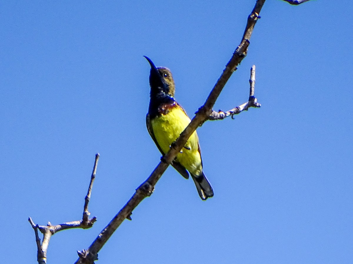 Ornate Sunbird - ML646244463