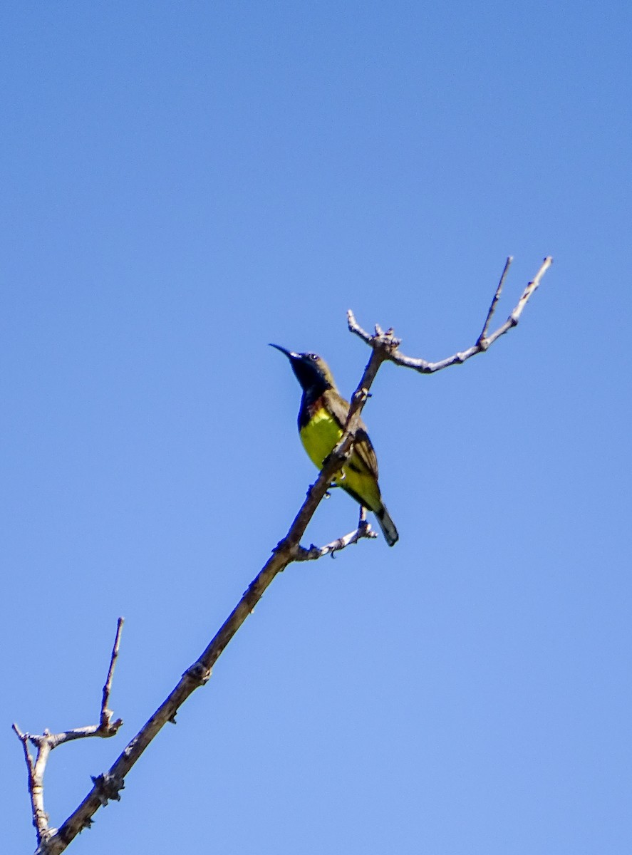 Ornate Sunbird - ML646244464