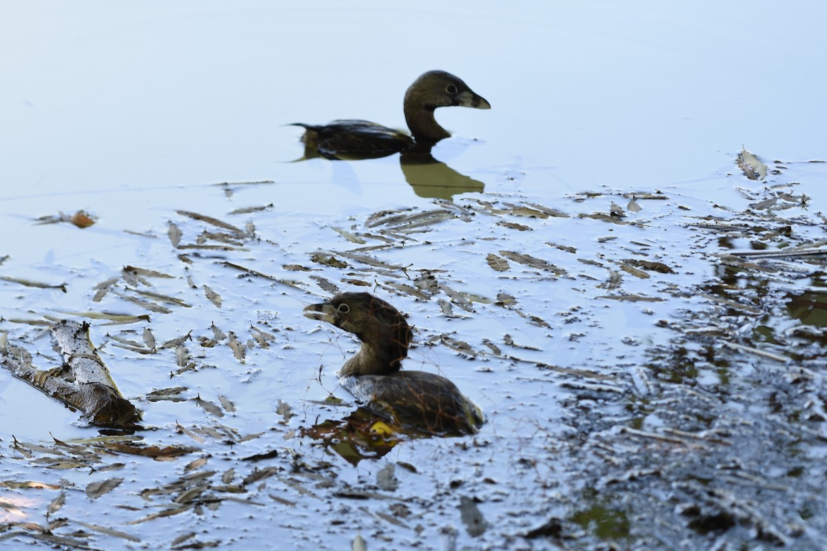 Pied-billed Grebe - ML646244465