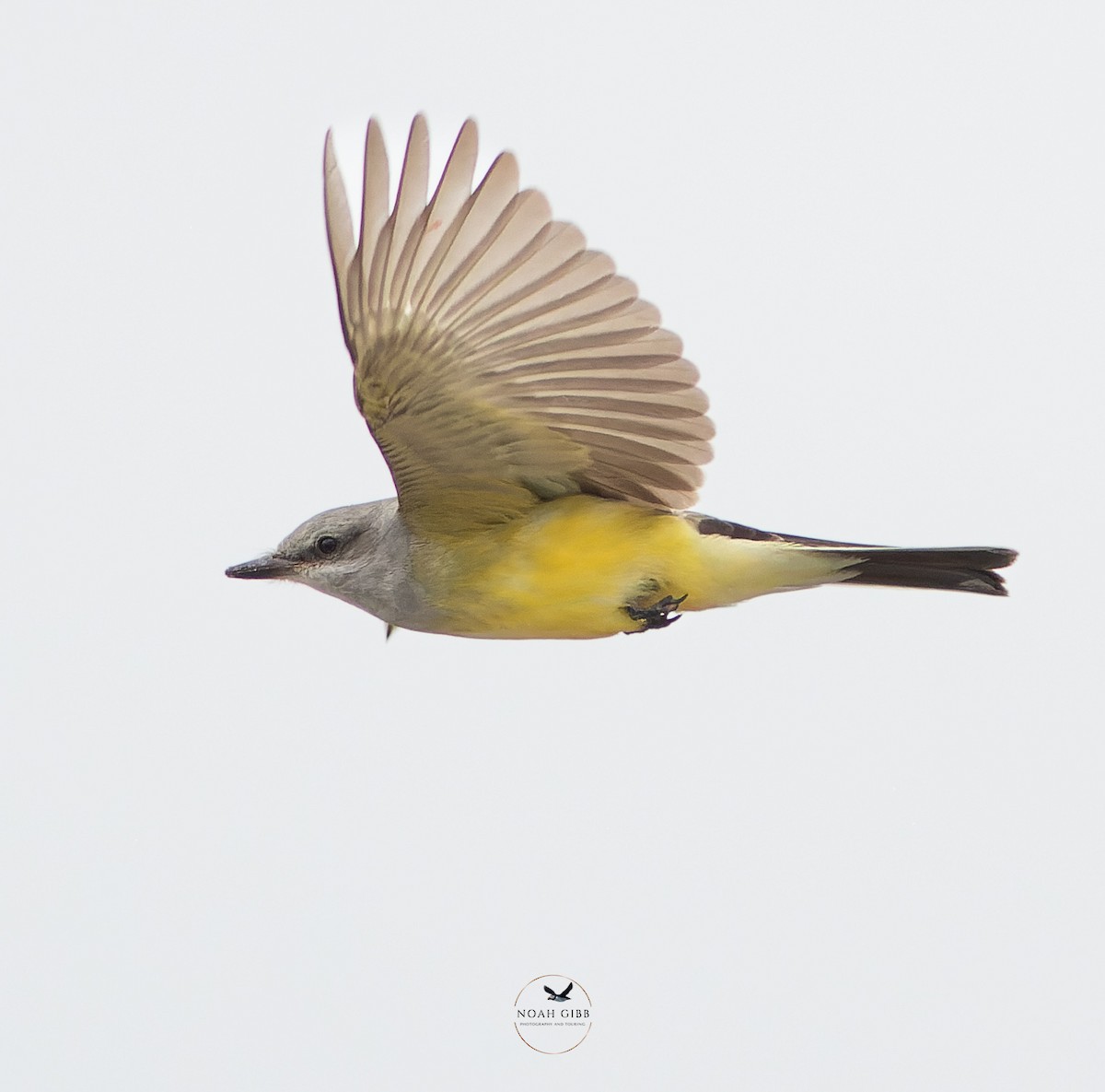 Western Kingbird - ML646244468