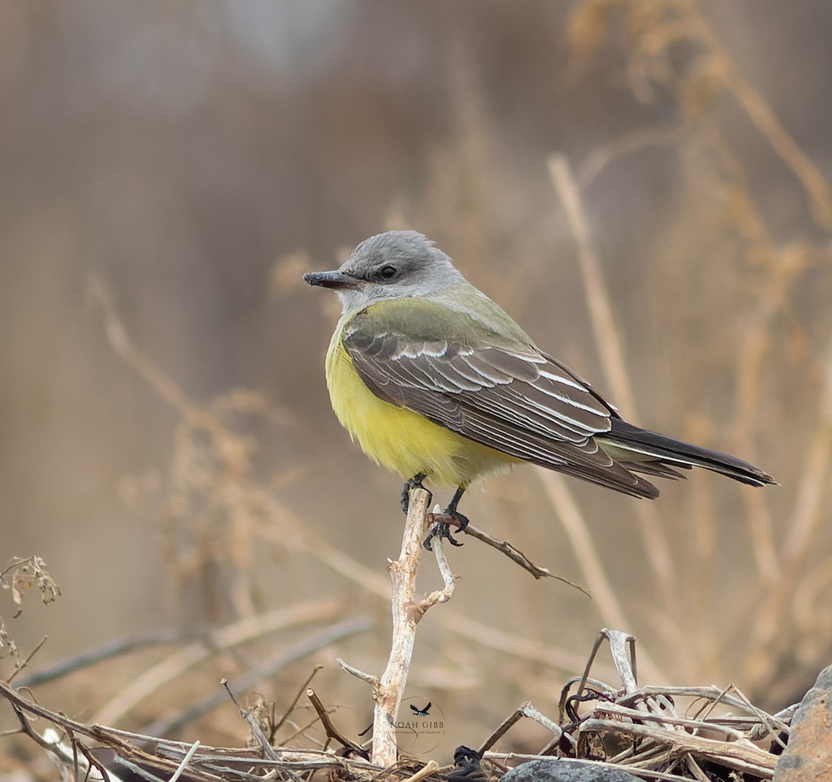Western Kingbird - ML646244469