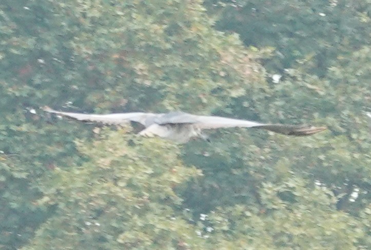 jestřáb lesní - ML646244502