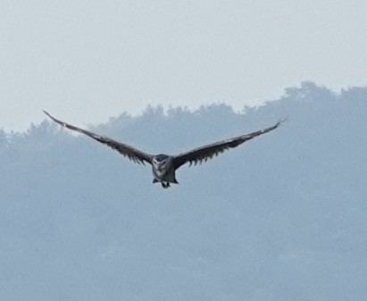 jestřáb lesní - ML646244503