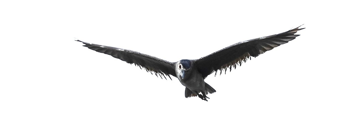 jestřáb lesní - ML646244504