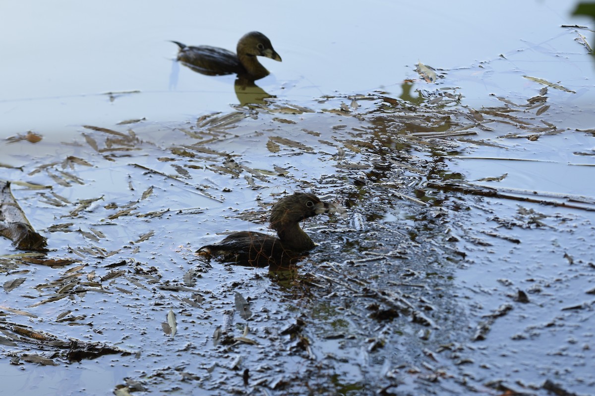Pied-billed Grebe - ML646244507