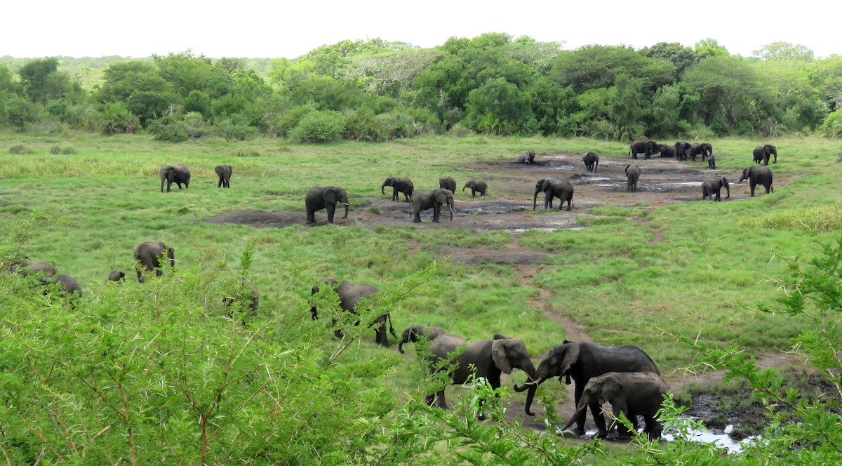 African Elephants - ML646244518