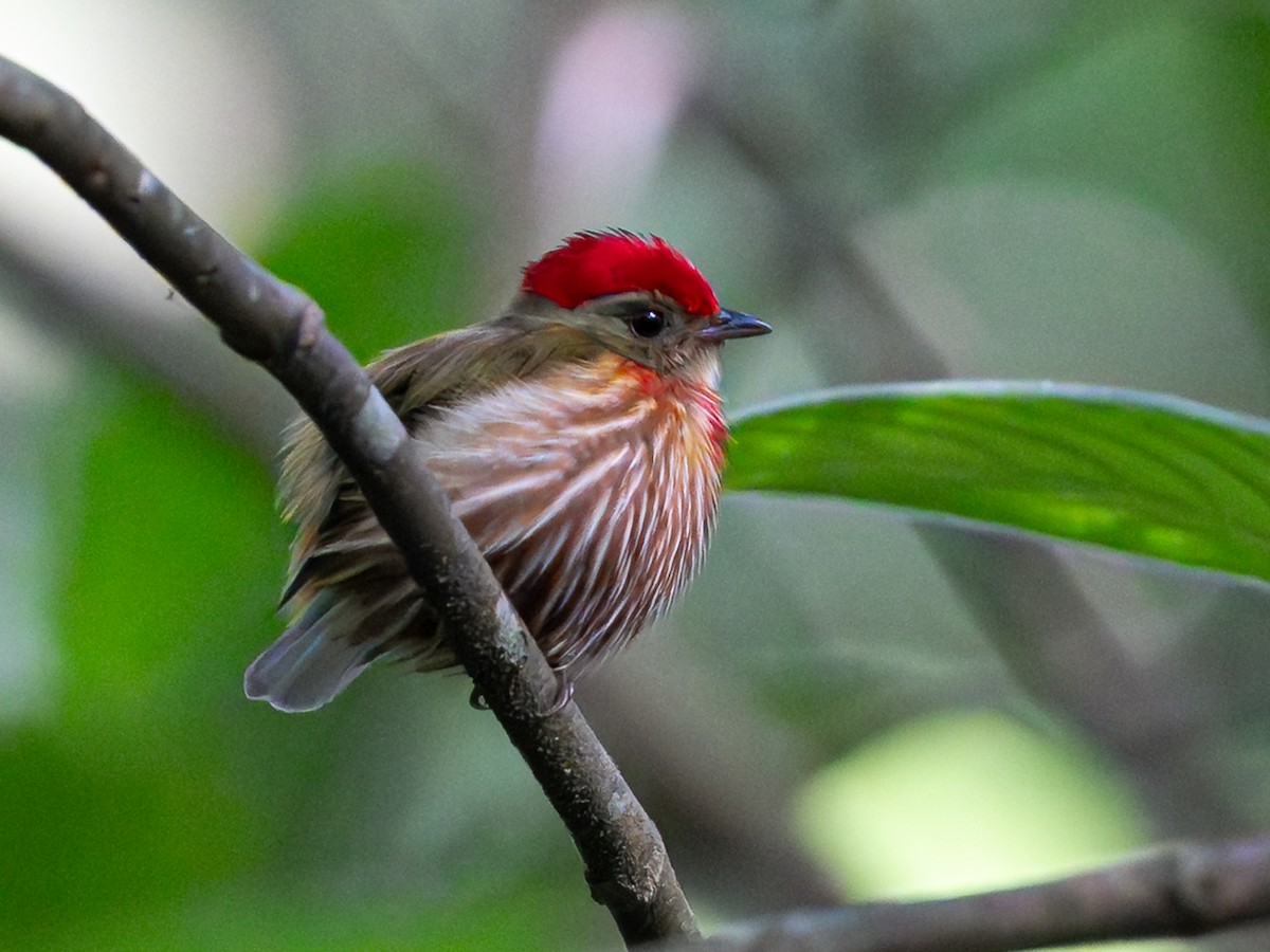 Striolated Manakin - ML646244540