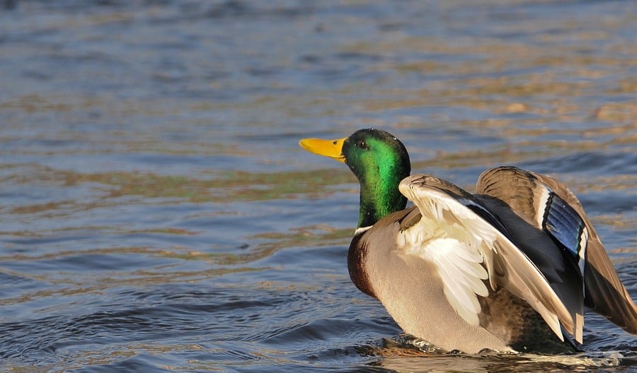 ברכיה - ML646244541