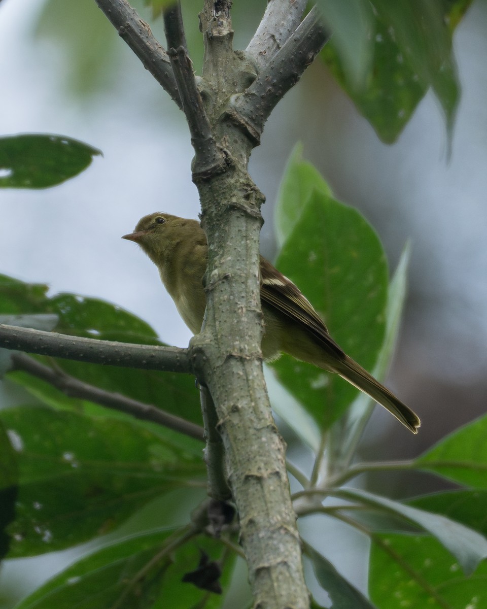 Mountain Elaenia - ML646244544