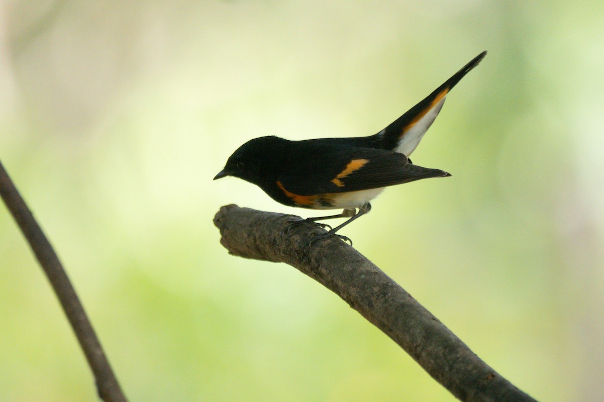 סבכון חכלילי - ML646244545